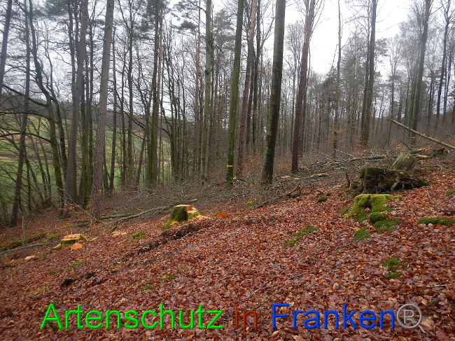 © Artenschutz in Franken® Bild zum Eintrag (1016991-160)