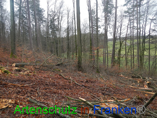 © Artenschutz in Franken® Bild zum Eintrag (1016992-160)