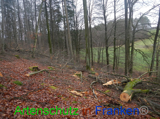 © Artenschutz in Franken® Bild zum Eintrag (1016995-160)