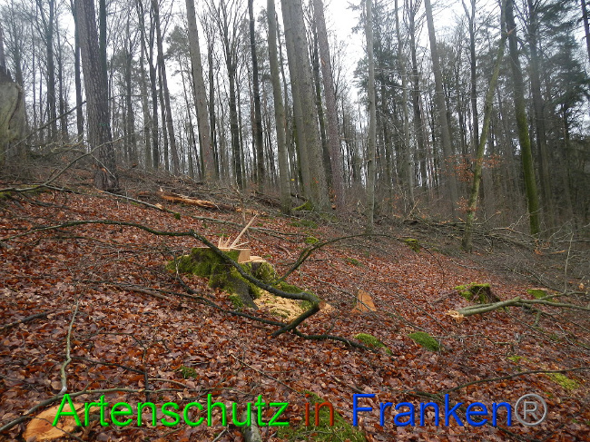 © Artenschutz in Franken® Bild zum Eintrag (1016996-160)
