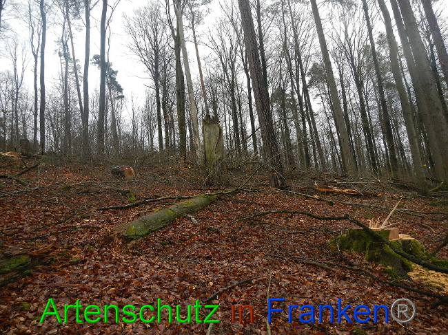 © Artenschutz in Franken® Bild zum Eintrag (1016997-160)