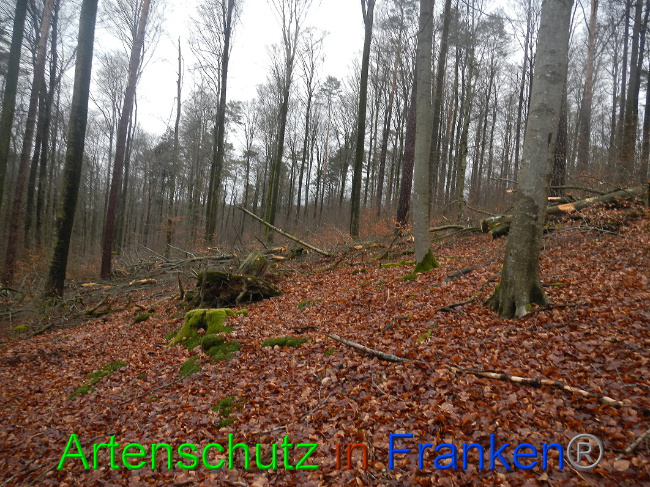 © Artenschutz in Franken® Bild zum Eintrag (1016998-160)