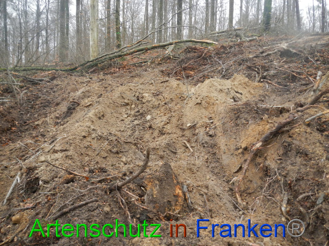 © Artenschutz in Franken® Bild zum Eintrag (1017001-160)