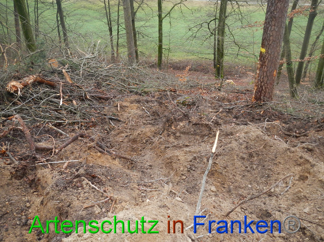 © Artenschutz in Franken® Bild zum Eintrag (1017002-160)