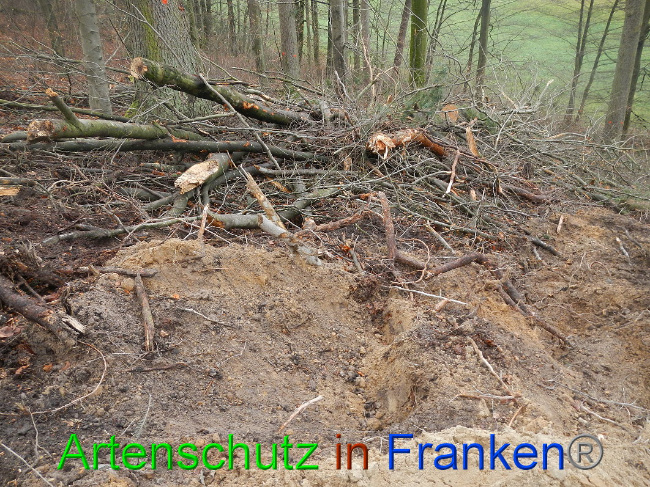 © Artenschutz in Franken® Bild zum Eintrag (1017003-160)