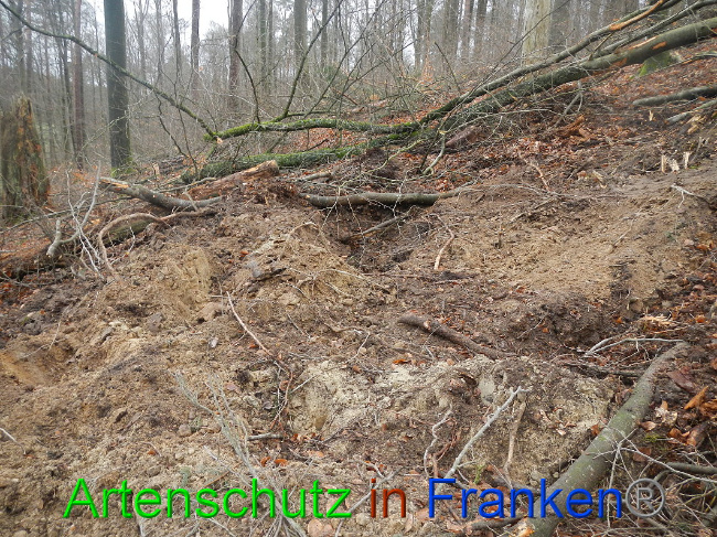 © Artenschutz in Franken® Bild zum Eintrag (1017004-160)