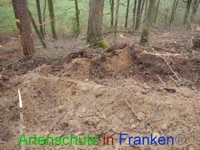 © Artenschutz in Franken® Bild zum Eintrag (1017005-160)