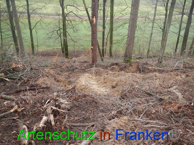 © Artenschutz in Franken® Bild zum Eintrag (1017006-160)