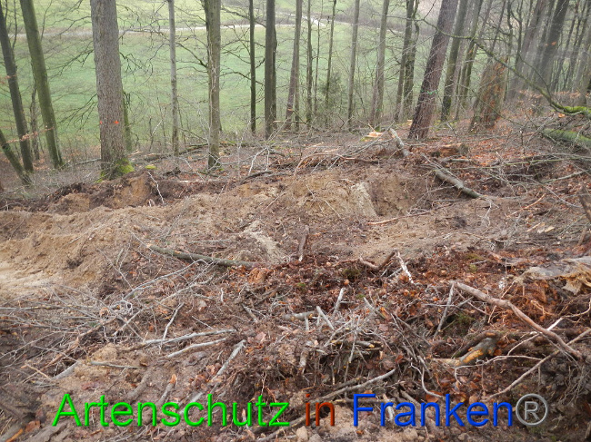 © Artenschutz in Franken® Bild zum Eintrag (1017007-160)