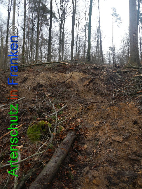 © Artenschutz in Franken® Bild zum Eintrag (1017008-160)