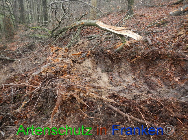 © Artenschutz in Franken® Bild zum Eintrag (1017010-160)