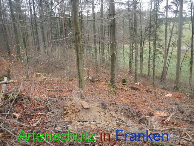 © Artenschutz in Franken® Bild zum Eintrag (1017012-160)