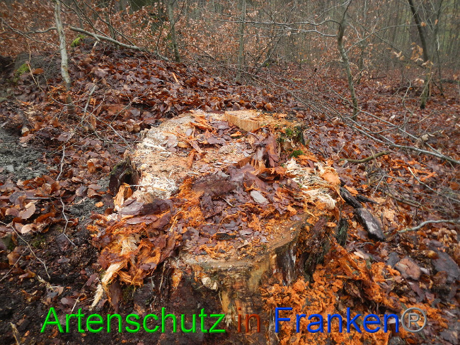 © Artenschutz in Franken® Bild zum Eintrag (1017013-160)