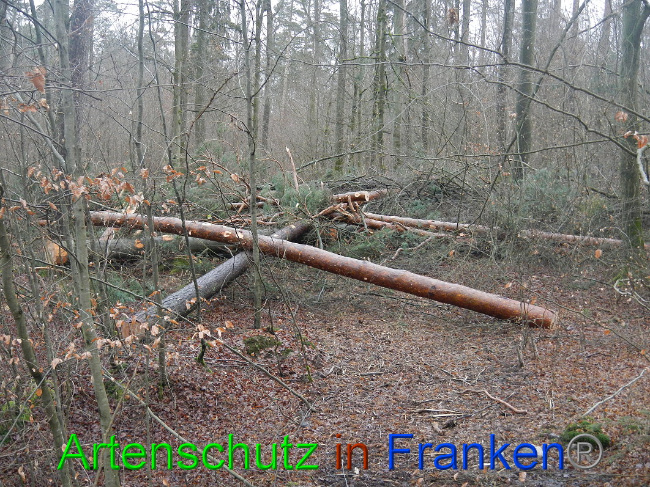 © Artenschutz in Franken® Bild zum Eintrag (1017024-160)
