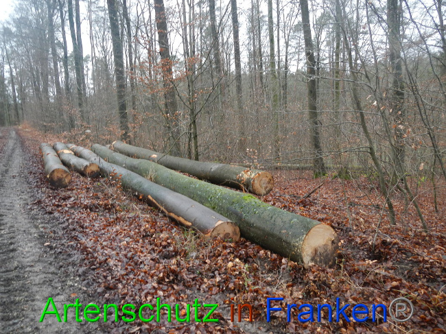 © Artenschutz in Franken® Bild zum Eintrag (1017025-160)