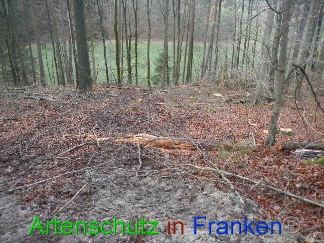 © Artenschutz in Franken® Bild zum Eintrag (1017026-160)