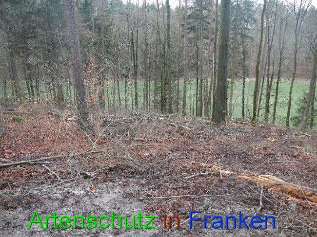 © Artenschutz in Franken® Bild zum Eintrag (1017027-160)