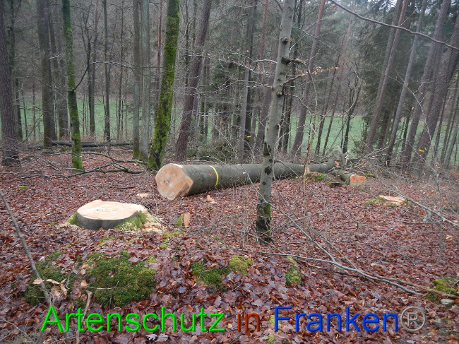 © Artenschutz in Franken® Bild zum Eintrag (1017028-160)