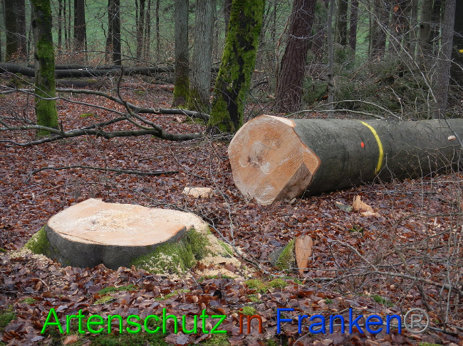 © Artenschutz in Franken® Bild zum Eintrag (1017029-160)