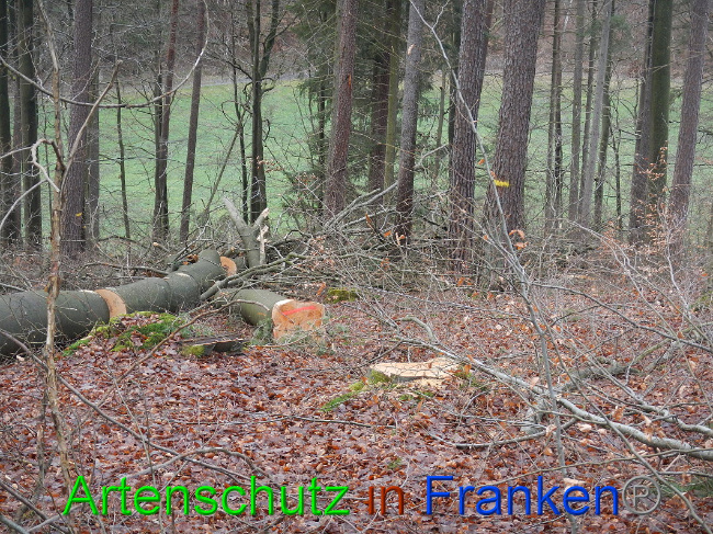 © Artenschutz in Franken® Bild zum Eintrag (1017030-160)