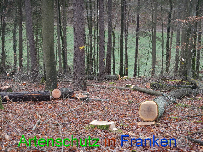 © Artenschutz in Franken® Bild zum Eintrag (1017031-160)