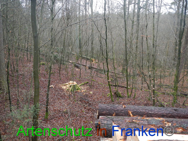© Artenschutz in Franken® Bild zum Eintrag (1017032-160)