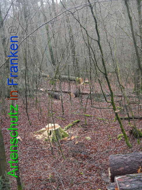 © Artenschutz in Franken® Bild zum Eintrag (1017033-160)
