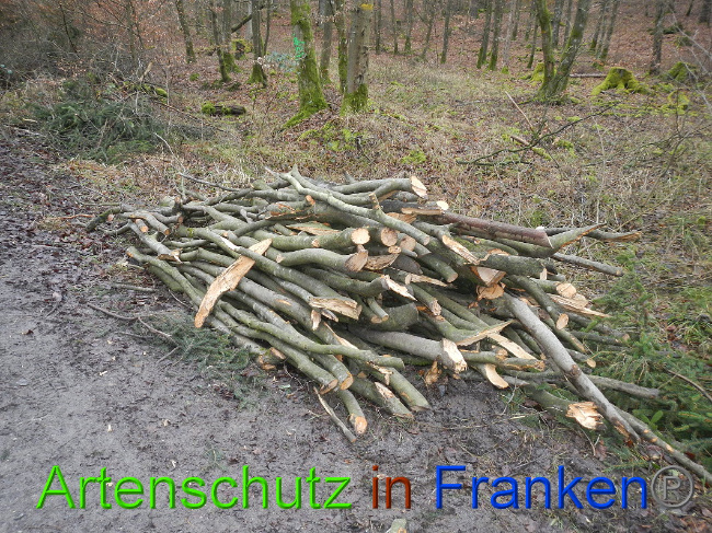 © Artenschutz in Franken® Bild zum Eintrag (1017369-160)