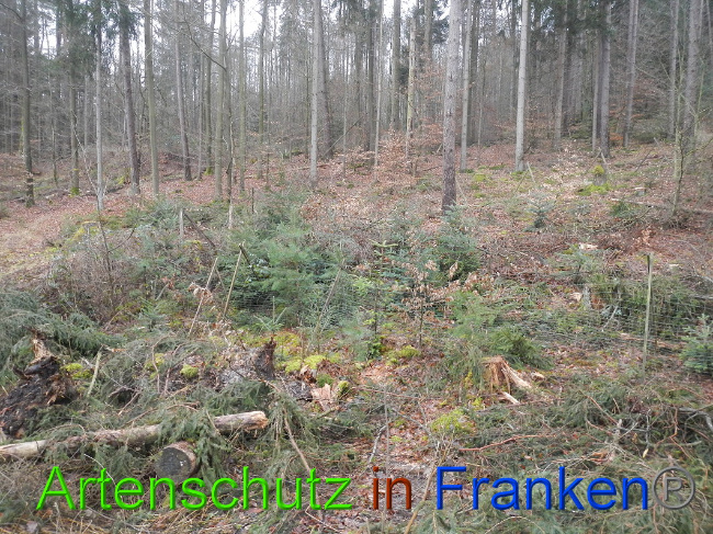 © Artenschutz in Franken® Bild zum Eintrag (1017376-160)
