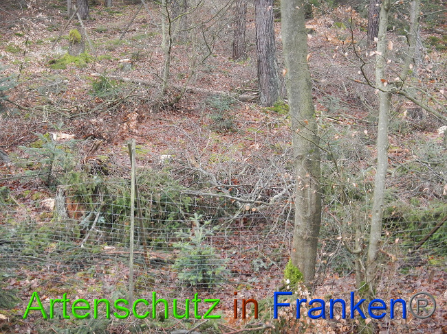 © Artenschutz in Franken® Bild zum Eintrag (1017377-160)