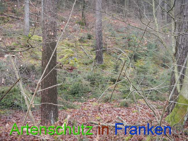 © Artenschutz in Franken® Bild zum Eintrag (1017378-160)
