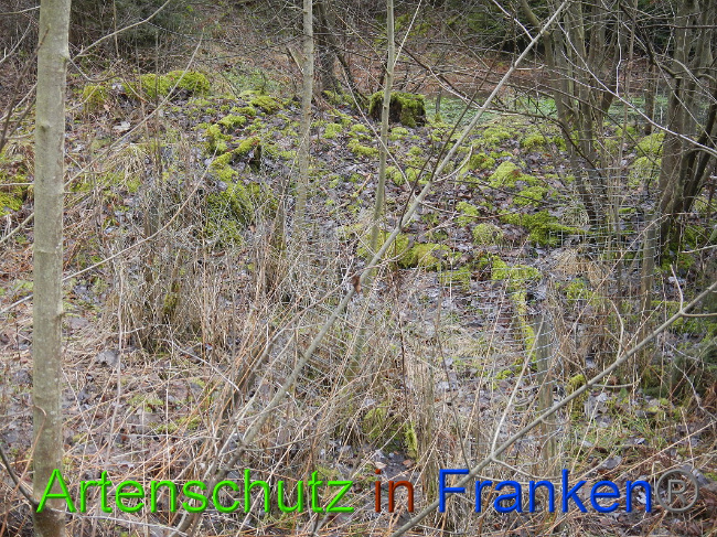 © Artenschutz in Franken® Bild zum Eintrag (1017379-160)