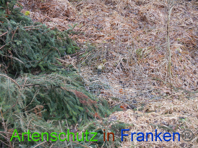 © Artenschutz in Franken® Bild zum Eintrag (1017381-160)