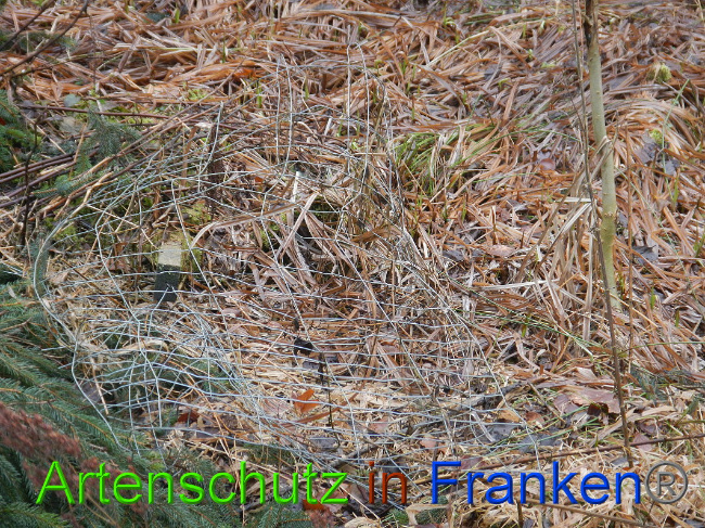 © Artenschutz in Franken® Bild zum Eintrag (1017382-160)