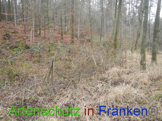 © Artenschutz in Franken® Bild zum Eintrag (1017384-160)