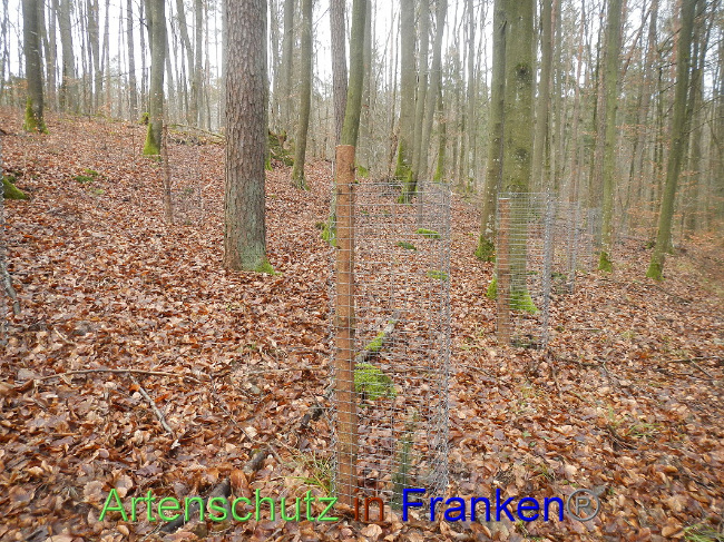 © Artenschutz in Franken® Bild zum Eintrag (1017792-160)
