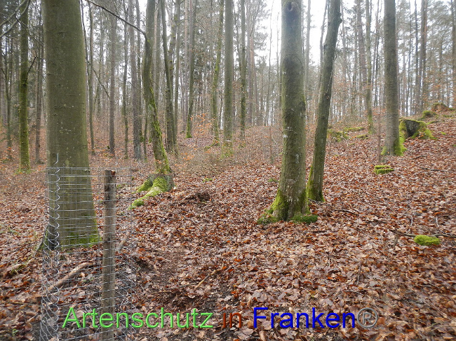 © Artenschutz in Franken® Bild zum Eintrag (1017793-160)