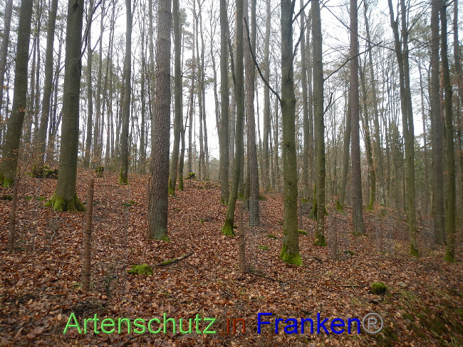 © Artenschutz in Franken® Bild zum Eintrag (1017794-160)