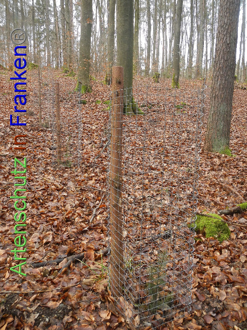 © Artenschutz in Franken® Bild zum Eintrag (1017795-160)