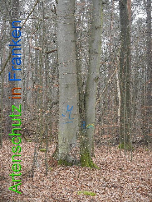 © Artenschutz in Franken® Bild zum Eintrag (1018069-160)