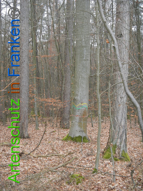 © Artenschutz in Franken® Bild zum Eintrag (1018075-160)