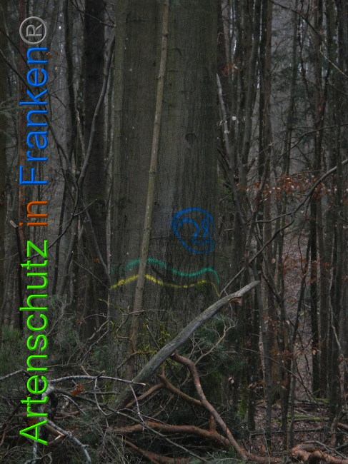 © Artenschutz in Franken® Bild zum Eintrag (1018078-160)