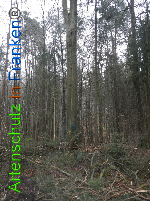 © Artenschutz in Franken® Bild zum Eintrag (1018079-160)