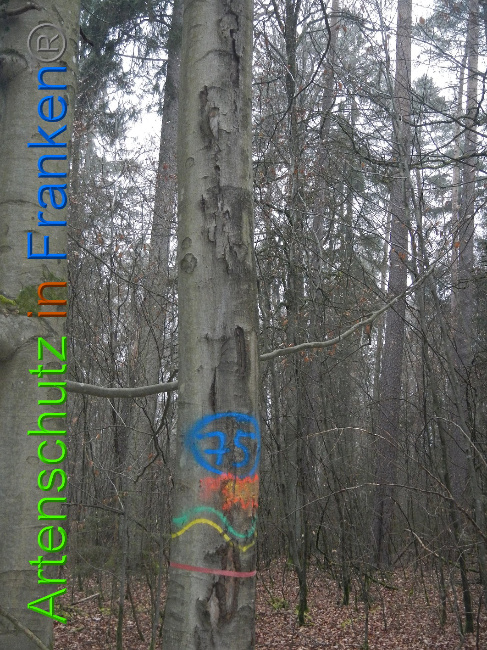 © Artenschutz in Franken® Bild zum Eintrag (1018083-160)