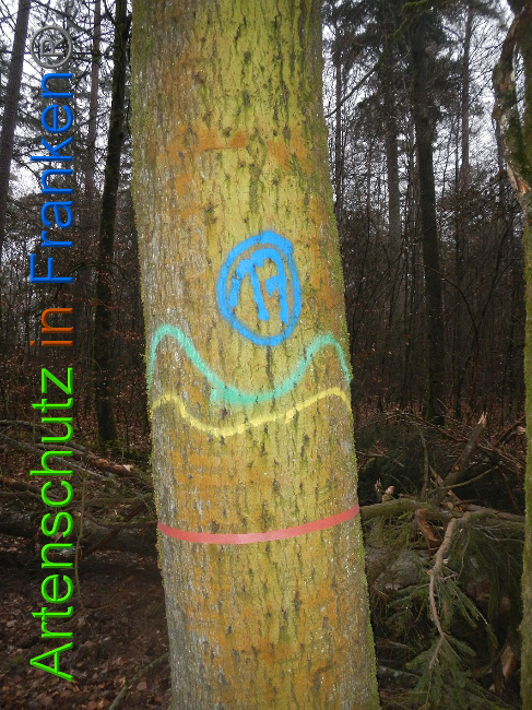 © Artenschutz in Franken® Bild zum Eintrag (1018084-160)