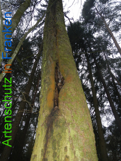 © Artenschutz in Franken® Bild zum Eintrag (1018085-160)