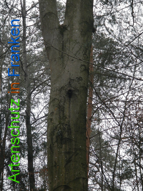 © Artenschutz in Franken® Bild zum Eintrag (1018088-160)