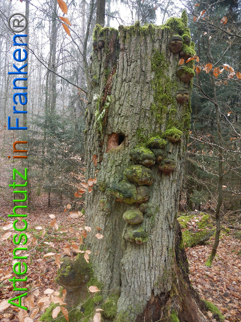 © Artenschutz in Franken® Bild zum Eintrag (1018172-160)