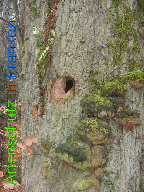 © Artenschutz in Franken® Bild zum Eintrag (1018174-160)