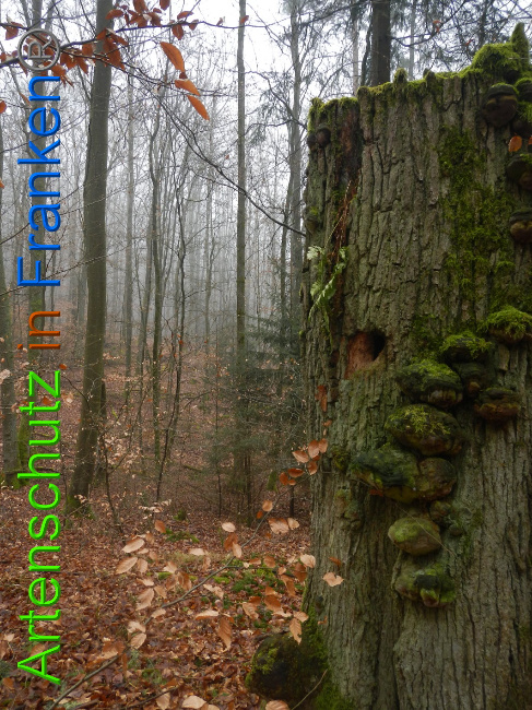© Artenschutz in Franken® Bild zum Eintrag (1018175-160)